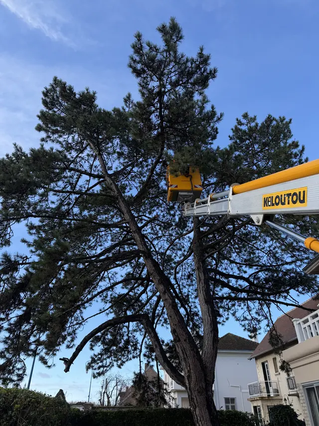 Élagage d'un arbre en nacelle par VB'Haies